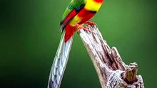 Beautiful Birds of Nature | Amazing Colorful Bird Species 4K