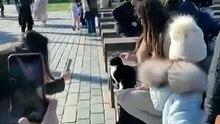BBC World İstanbul’un kedilerini dünyaya tanıttı: Turistlerin yeni gözdesi