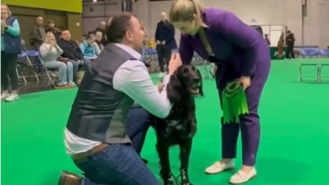 Individual Proposes During Crufts After Triumphing in Best of Breed With Beloved Canine Star