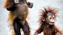 😍 Viral Animal Comedy Clips