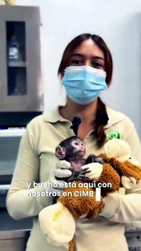 Novo Punch? Eis Yuji, o macaco bebé que está a conquistar o México