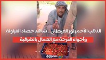الذهب الأحمر نور الغيطان.. شاهد حصاد الفراولة وأجواء الفرحة مع العمال بالشرقية