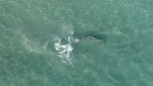 Mini-feature: Hammerheads use Florida shallows to flee bigger predators