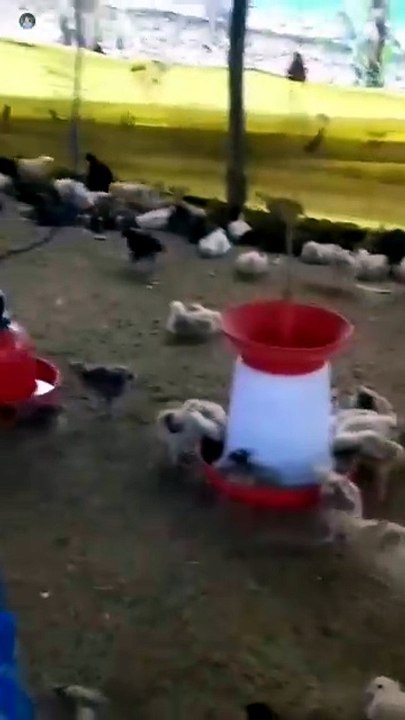 Pani fitting Karate Samay Dhyan den | poultry farm tips | poultry farm ki puri jankari