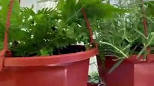 Hanging Basket Indoor Plants for Easy Home Decor