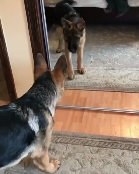 Funny Germanshepherd #funny German shepherd short video German shepherd funny
