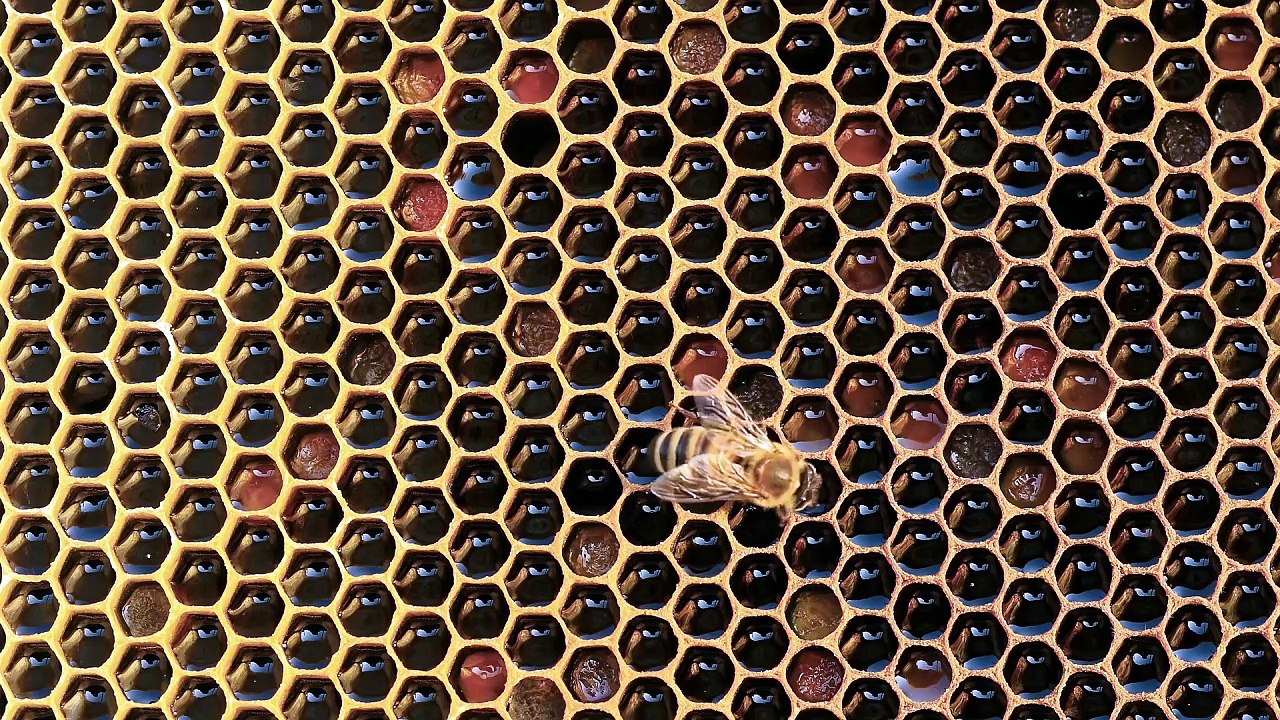 Que Significa Soñar con Abejas - Significado de Soñar con una Abeja