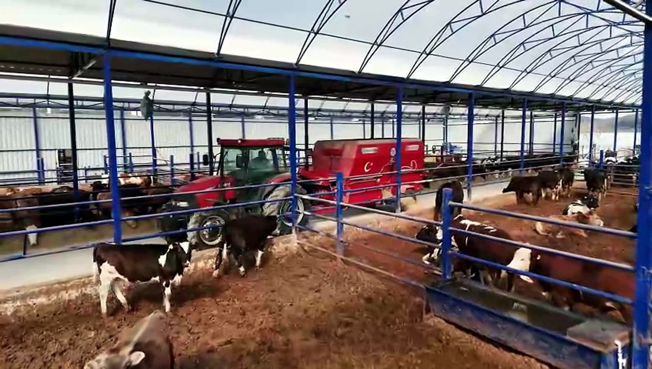 Kuytu Büyükbaş Besi Çiftliğinde kurbanlıklar sizi bekliyor