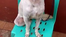 white dog