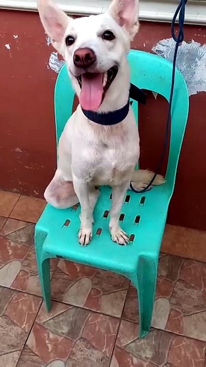 white dog