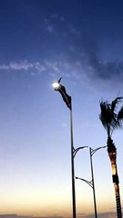 Un homme a escaladé un lampadaire pour venir en aide à un goéland coincé à plusieurs mètres du sol