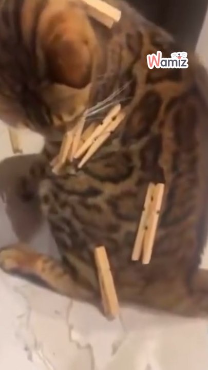 This innocent animal was put at risk for likes – see what this influencer did!