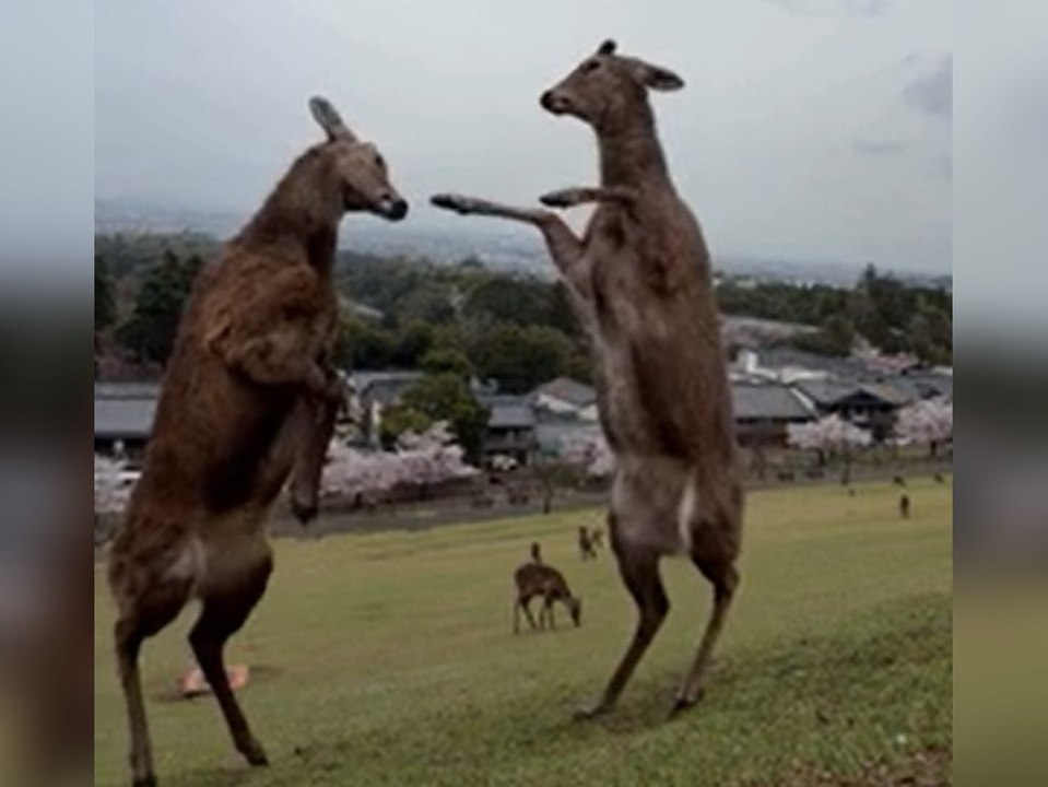 Kämpfende hirsche lassen videodreh platzen