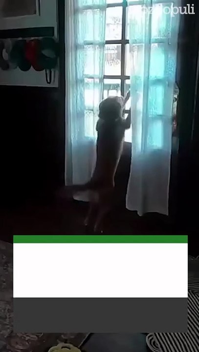 El reencuentro de la astronauta Christina Koch con su perrita.