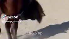 Horse Riding Fail 😂