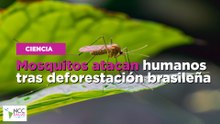 Mosquitos atacan humanos tras deforestación brasileña