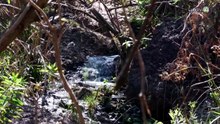 Atienden fuga de aguas negras en el bosque El Nixticuil, aseguran vecinos de Altavista