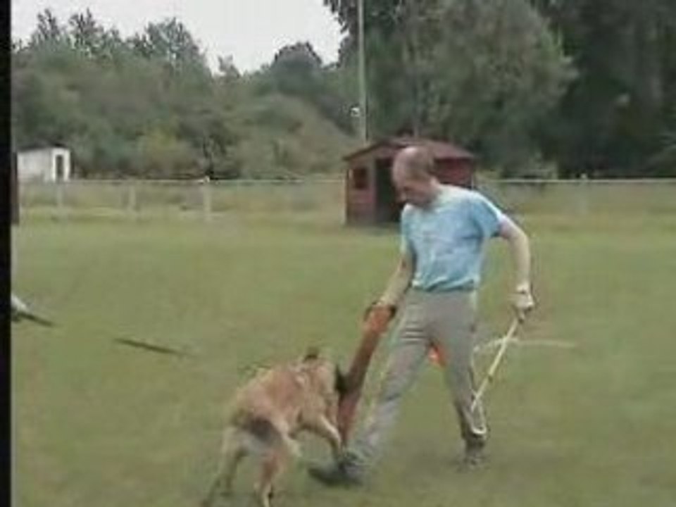 CYRIUS DU MUSHER à 5 mois