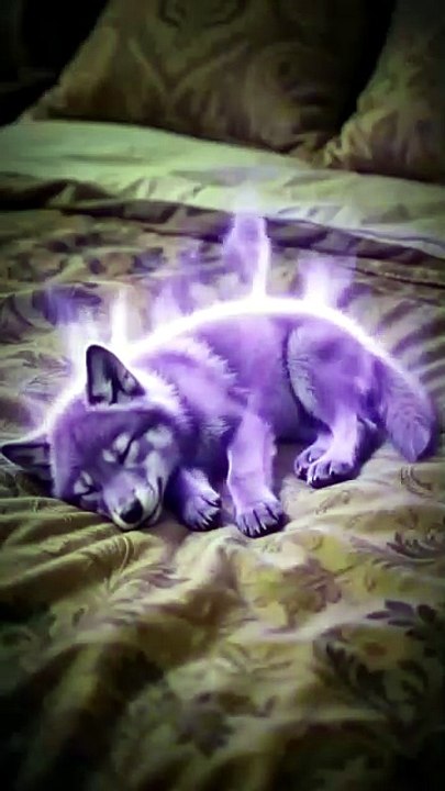 New Hot🔥 My Beggar Husband Is A Wolf God Isode