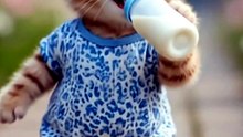Dancing cat