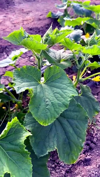 Guttation in cucumber plant leaves