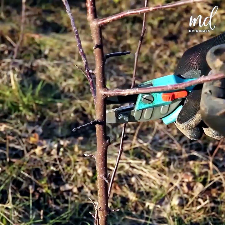 Fruit Tree Grafting