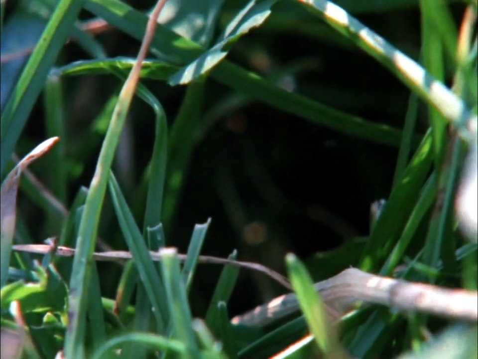 Requiem for a Village 1975
