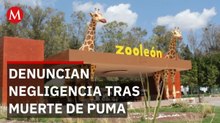 Registran muerte de un puma en Zoológico de León; trabajador denuncia descuido