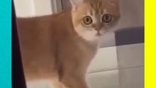 ¡Gatito imita el audio de “se compran colchones” y se vuelve viral!