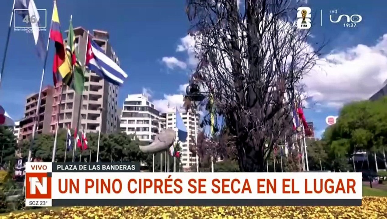 PINO CIPRÉS CBBA
