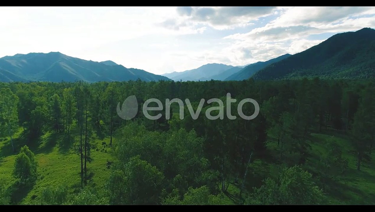 Aerial View Low Flight Above Evergreen Pine Tree Landscape with Endless Mountain