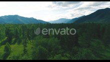 Aerial View Low Flight Above Evergreen Pine Tree Landscape with Endless Mountain