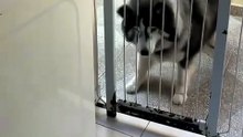 VÍDEO: Husky siberiano protagoniza cena inusitada em embate com máquina de lavar