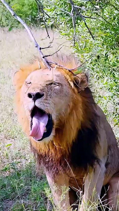 Lion Daily Struggles Survival in Wild