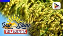 NFA, bibilhin sa P30/kg ang tuyong palay ng mga magsasaka