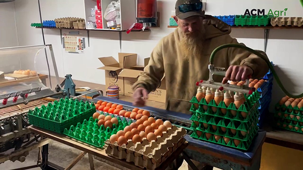 How a tiny bedroom flock became a free-range powerhouse