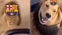 El meme del Atlético para celebrar la eliminación del Barcelona: convierte a un león en un perro