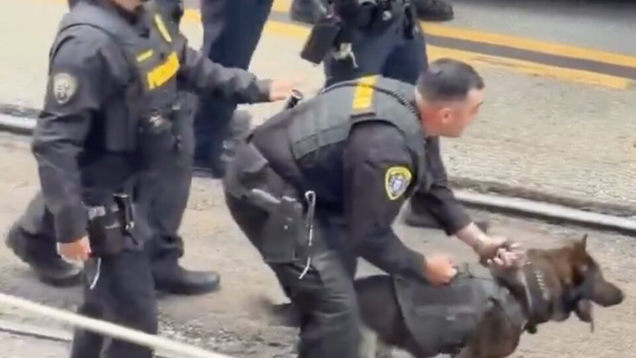 Il momento in cui il cane poliziotto ferma l’aggressore che nemmeno i proiettili riuscivano a bloccare