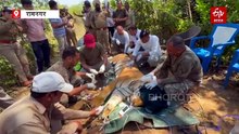 तराई-पश्चिमी वन प्रभाग में आपसी संघर्ष में बाघ घायल, सीटीआर की टीम ढेला रेस्क्यू सेंटर में कर रही इलाज
