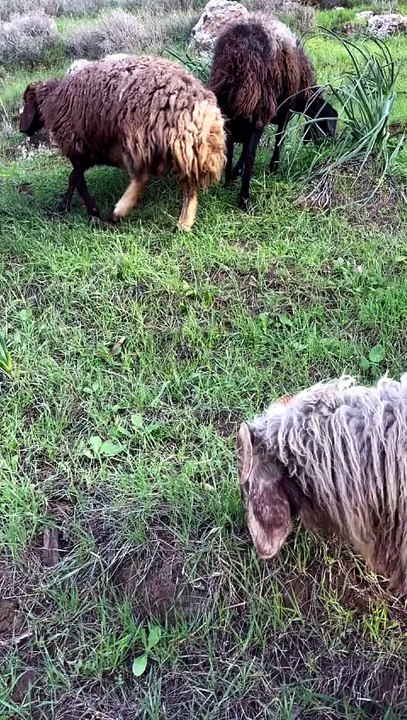 Sheep Parade 🐑