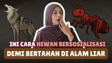 ​Ini Cara Hewan Bersosialisasi Demi Bertahan di Alam Liar-Serius Ini Hewan?
