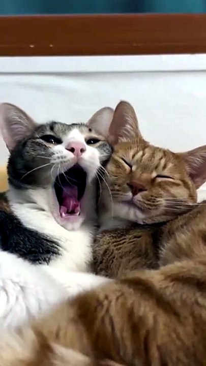 Cuteness Overload: Two Cats Sleeping Side by Side 🥺