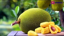 कटहल खा रहे हैं? पहले जान लें ये जरूरी बातें, वरना पड़ सकता है भारी