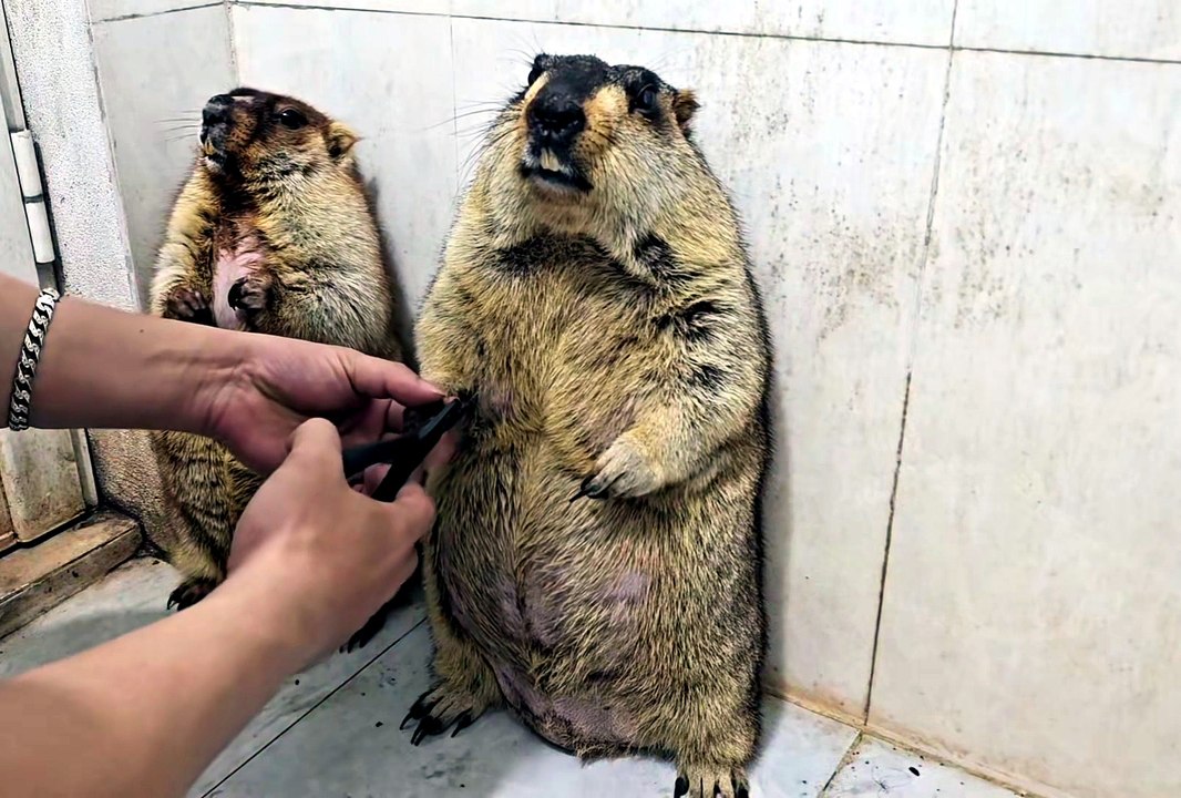 Une marmotte anxieuse