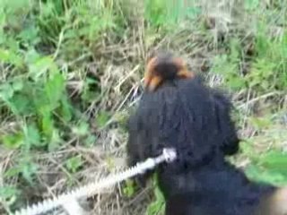 Les cavaliers king et le vaches