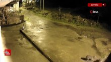 Artvin'de aç kalan ayılar köylere indi