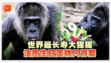 世界最长寿大猩猩法图 69岁生日有心形蔬菜