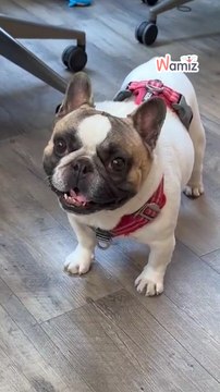 Cuando los expertos tienen algunos intereses ocultos ... 🐶❤️