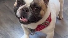 Cuando los expertos tienen algunos intereses "ocultos"... 🐶❤️