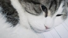 😿💛 Este gato parecía saber se acercaba el final... Y estaba allí para ofrecer consuelo y compañía.
